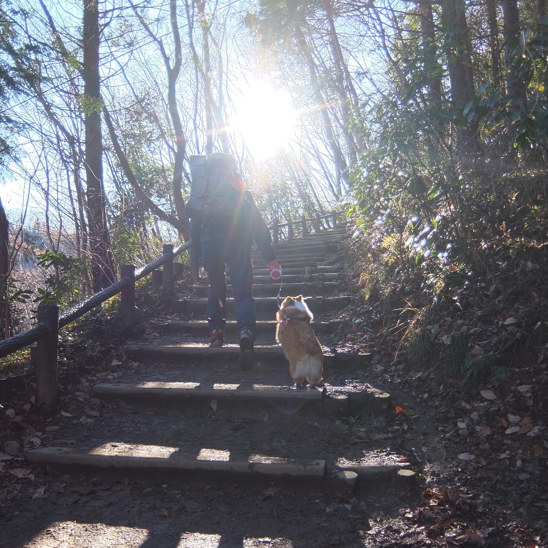 高尾山 稲荷山 紅葉台 細田屋 4号路 リフト 599m Yamatomiko